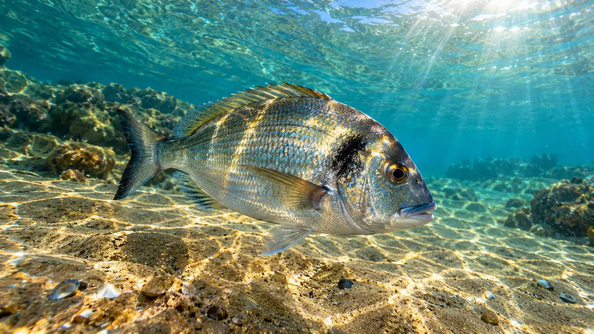 Dorada nadando sobre fondo de arena en aguas cristalinas para guía de pesca de dorada a surfcasting
